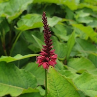 Persicaria amplexicaulis 'Blackfield'